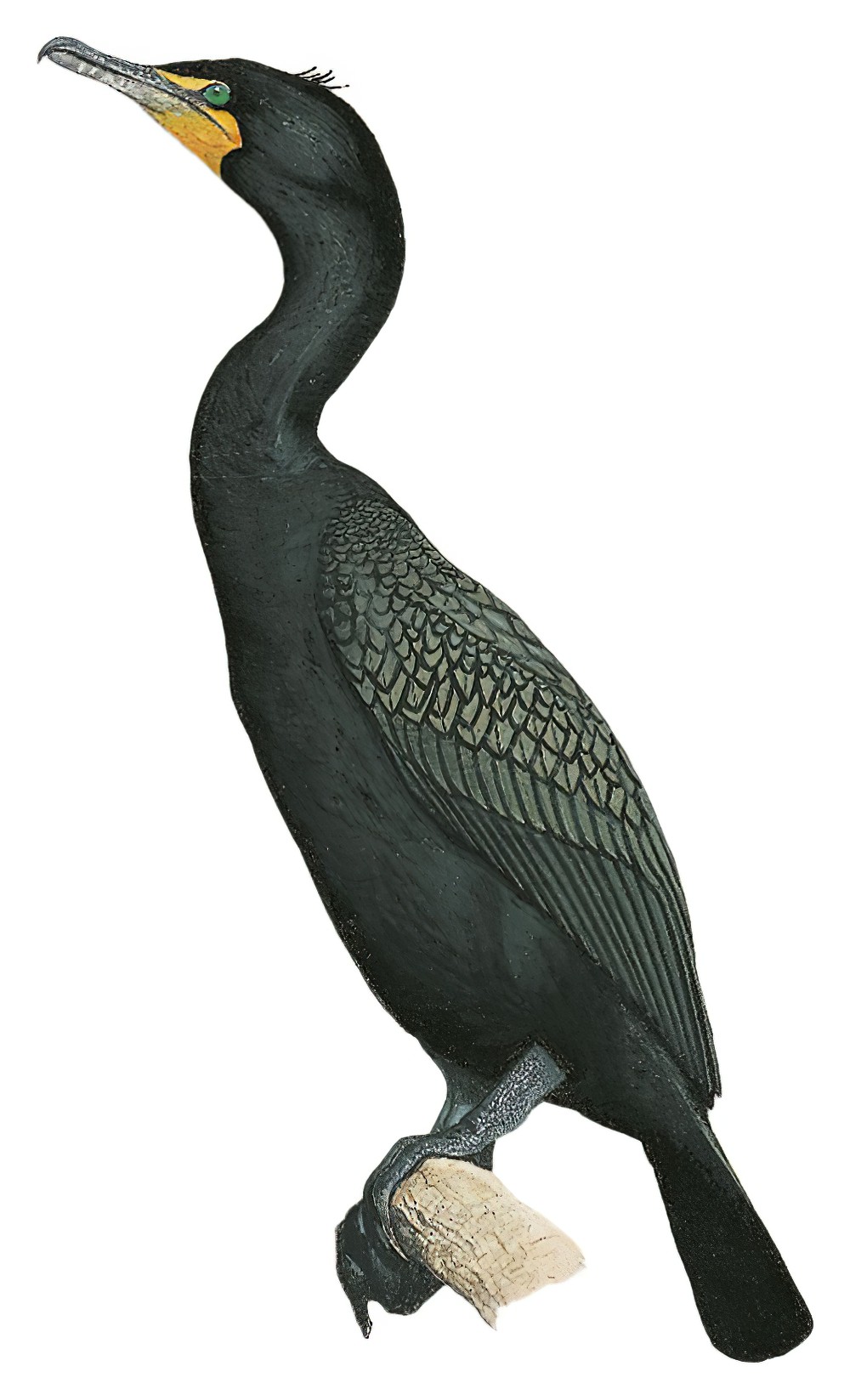 Double-crested Cormorant / Phalacrocorax auritus