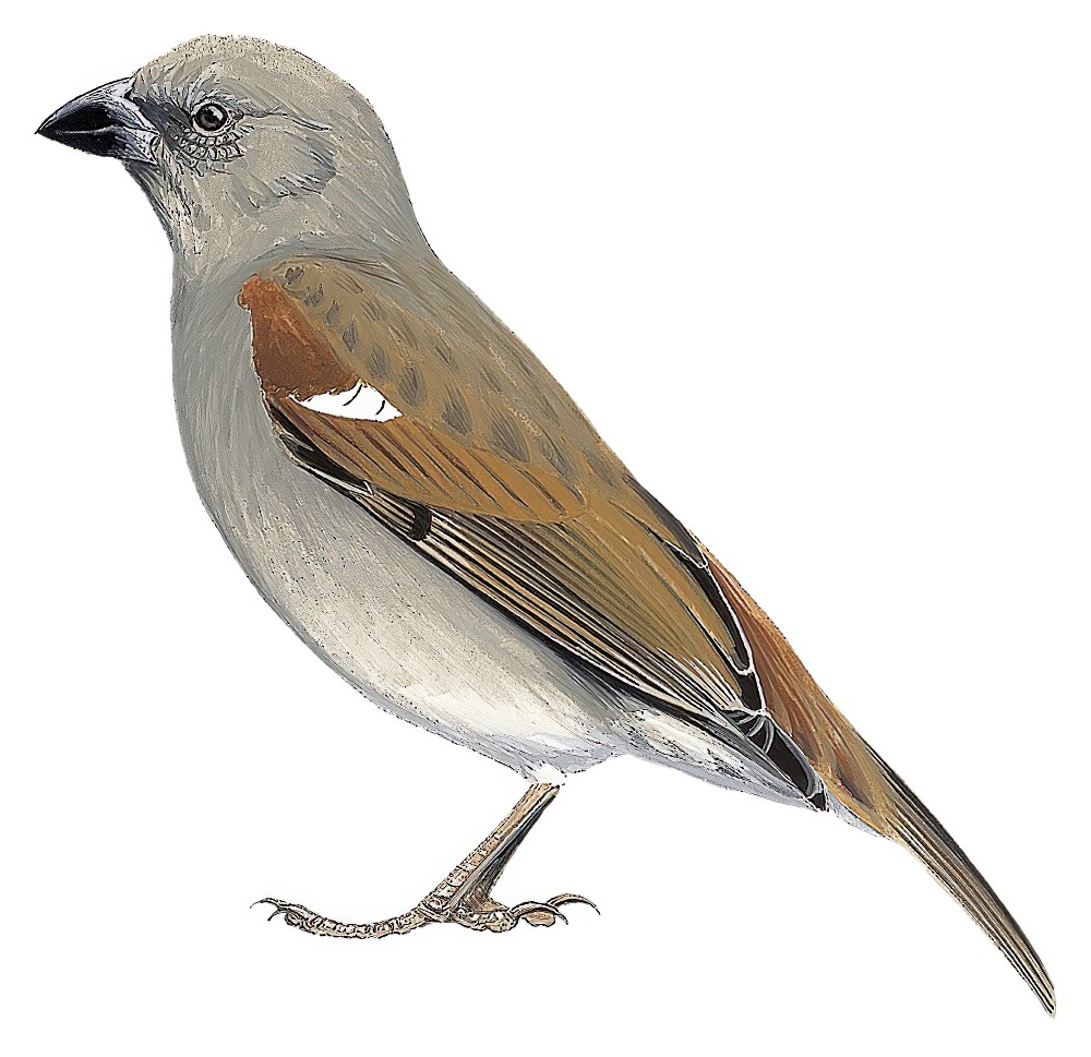 Parrot-billed Sparrow / Passer gongonensis