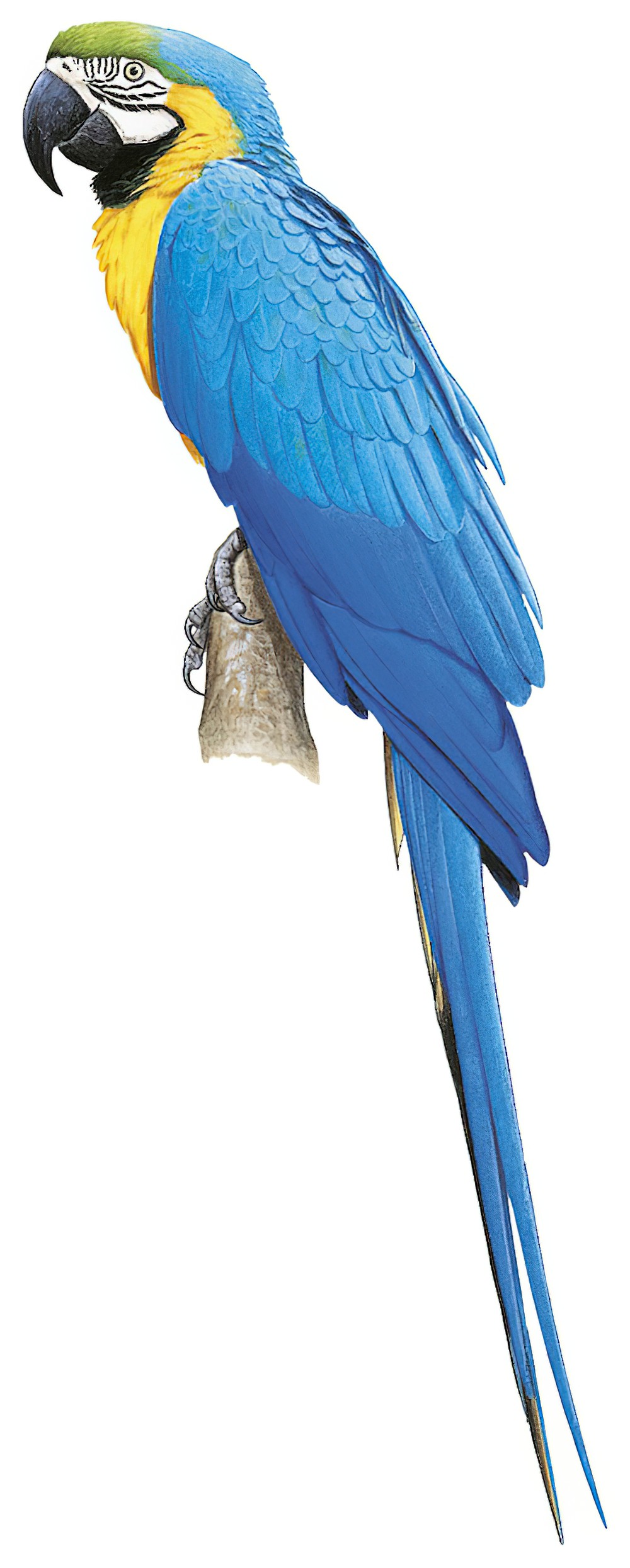 Blue-and-yellow Macaw / Ara ararauna