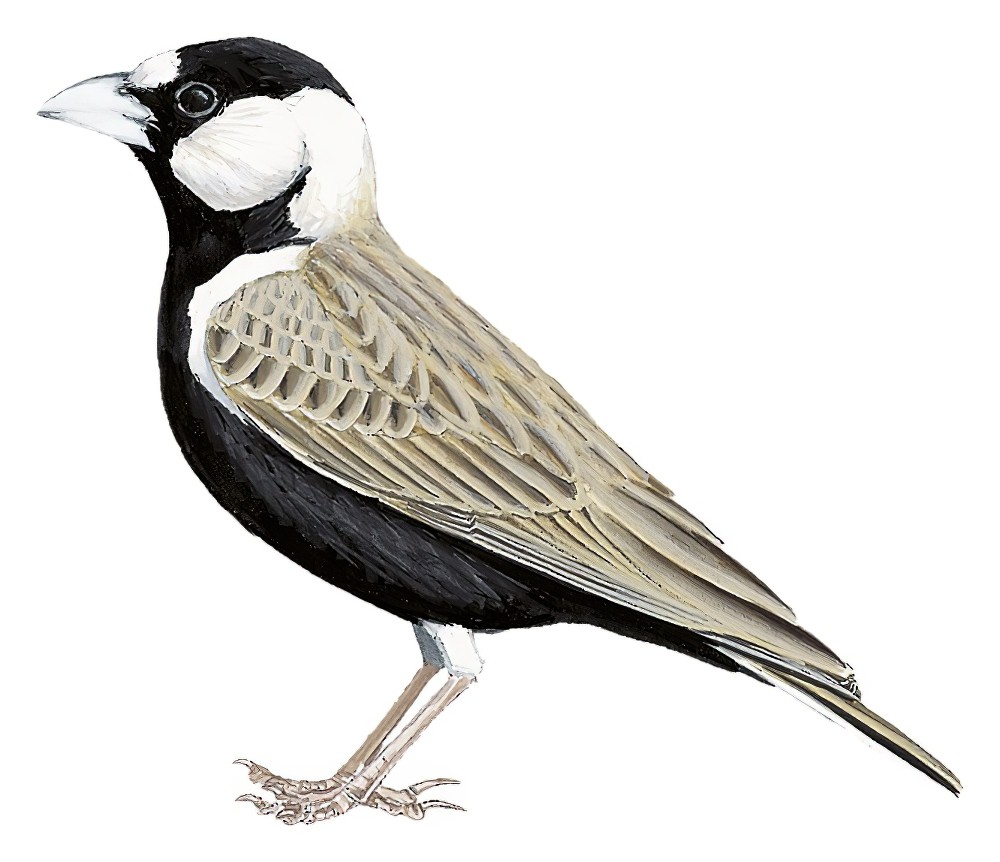 Black-crowned Sparrow-Lark / Eremopterix nigriceps