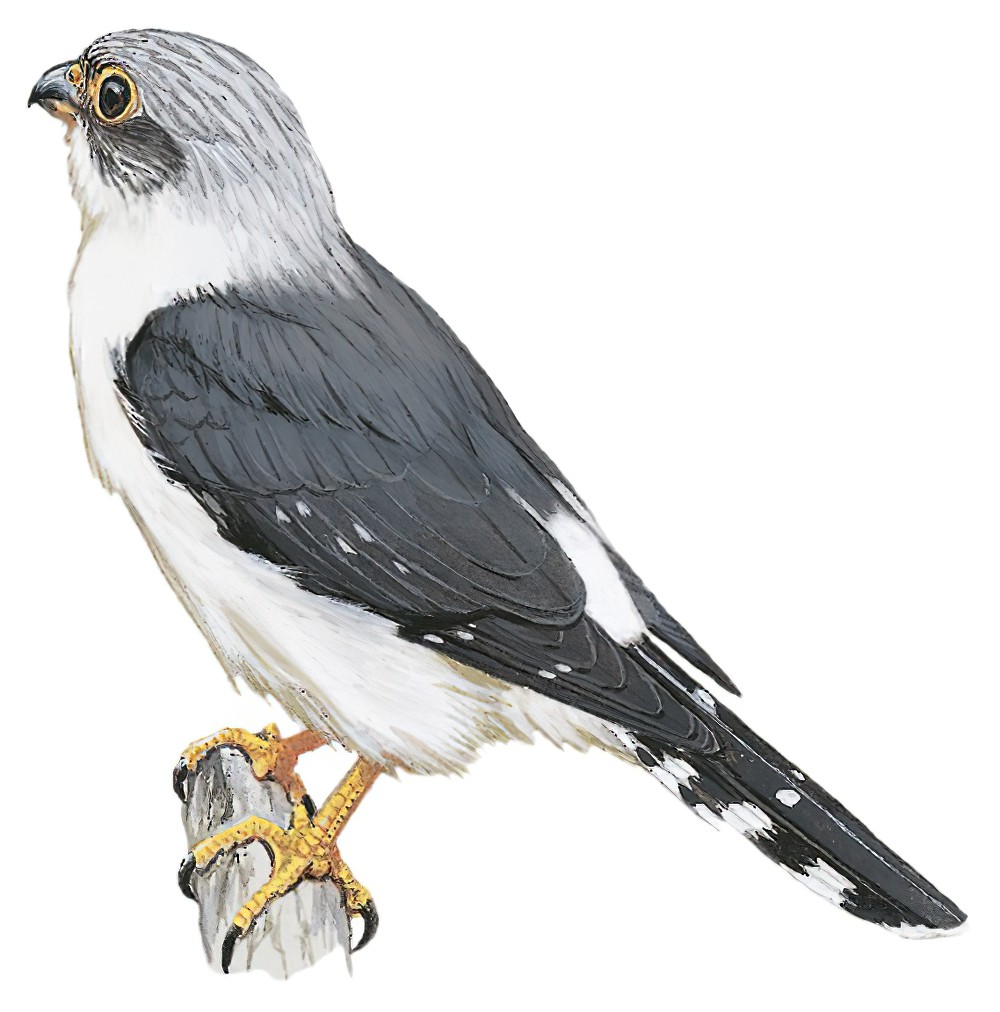 White-rumped Falcon / Polihierax insignis