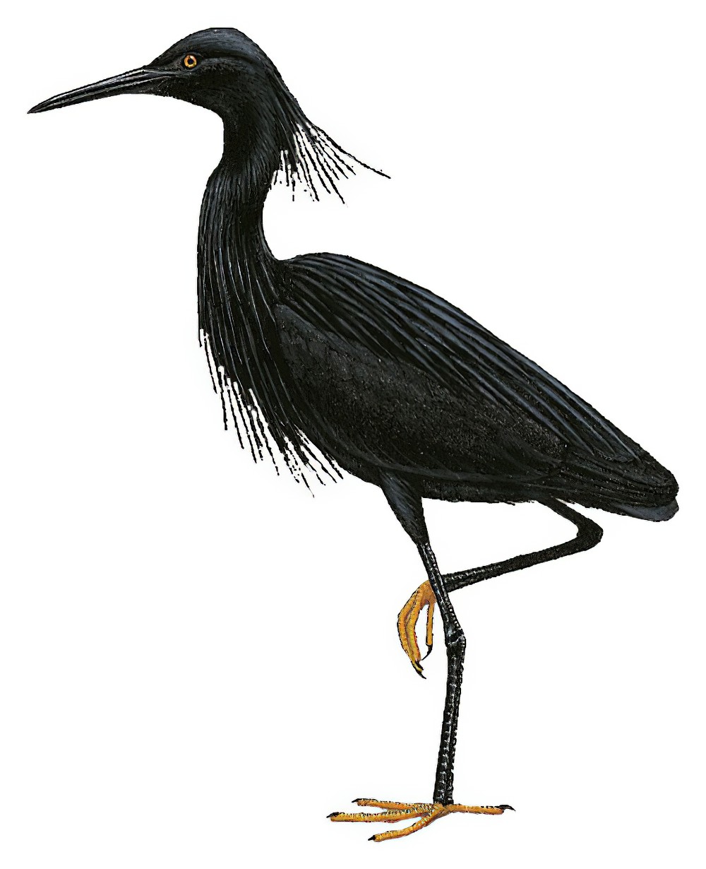 Black Heron / Egretta ardesiaca