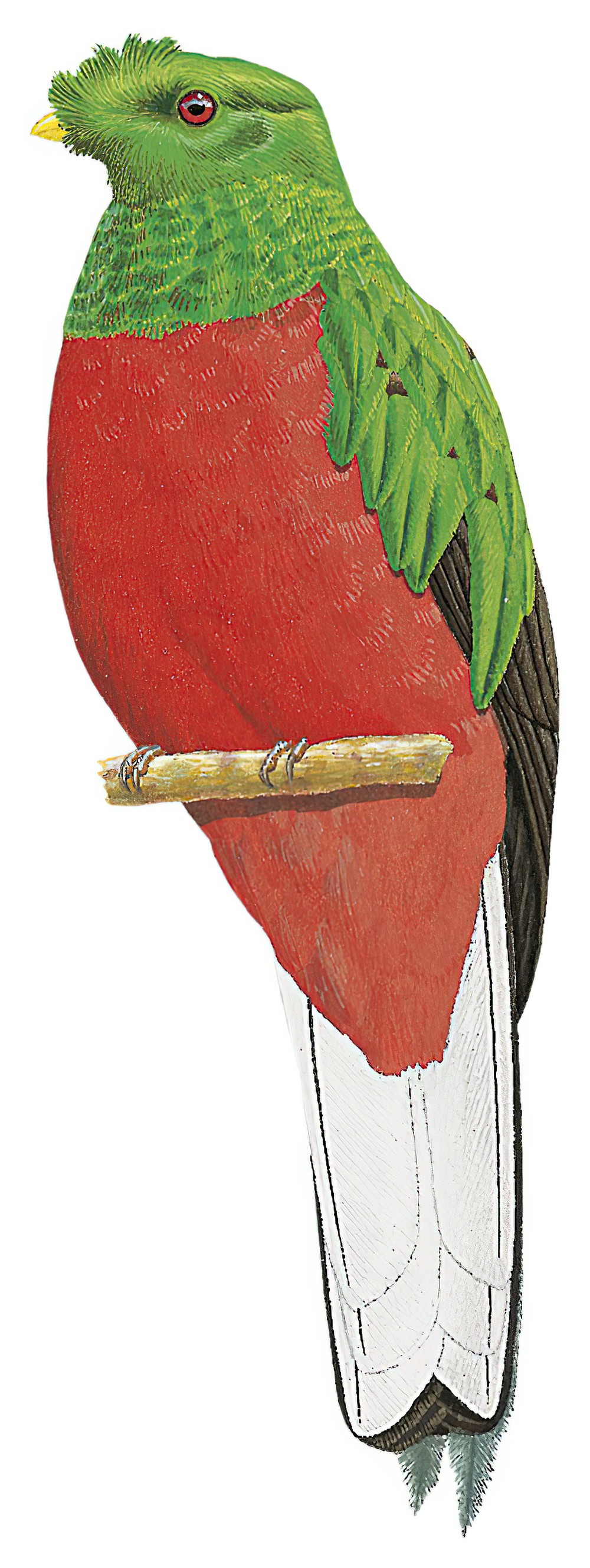 Crested Quetzal / Pharomachrus antisianus