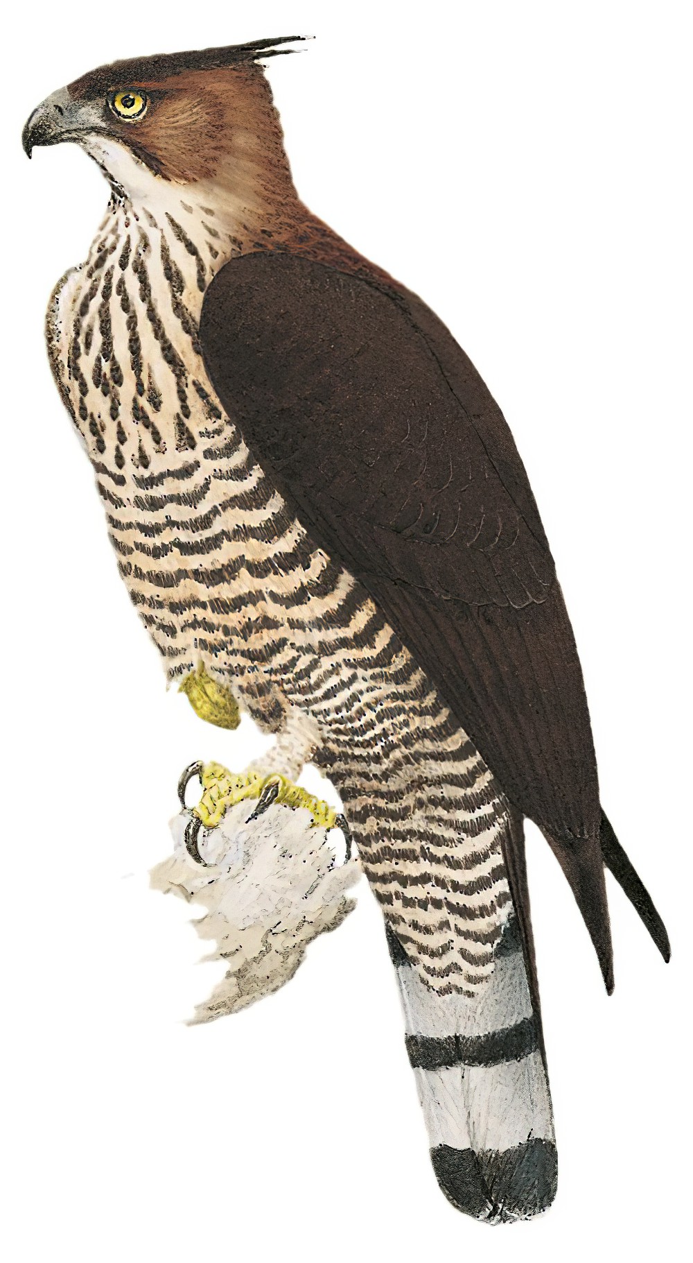 Wallace\'s Hawk-Eagle / Nisaetus nanus