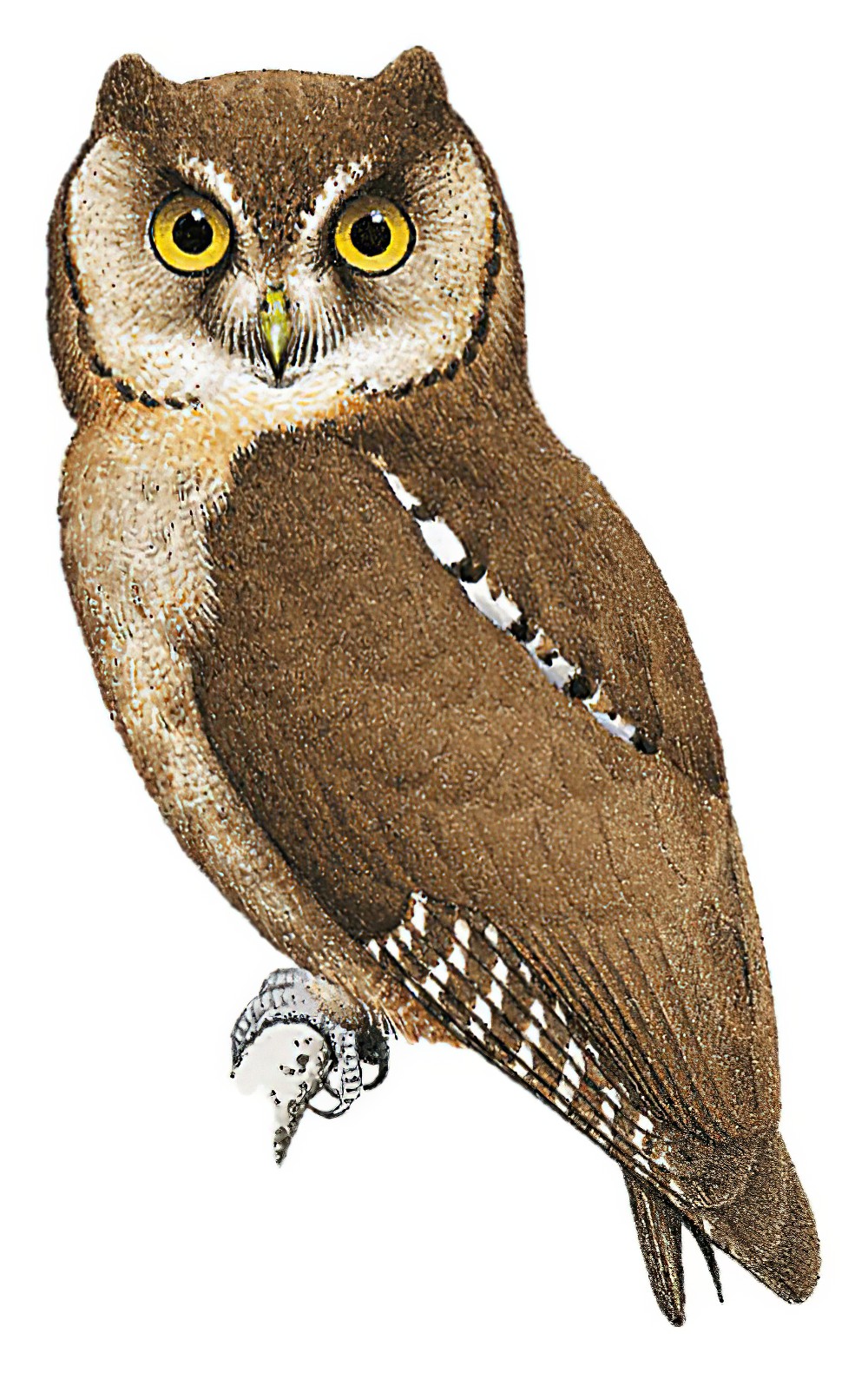 Pemba Scops-Owl / Otus pembaensis