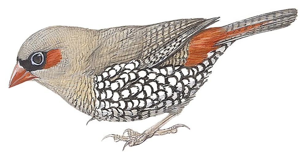 Red-eared Firetail / Stagonopleura oculata