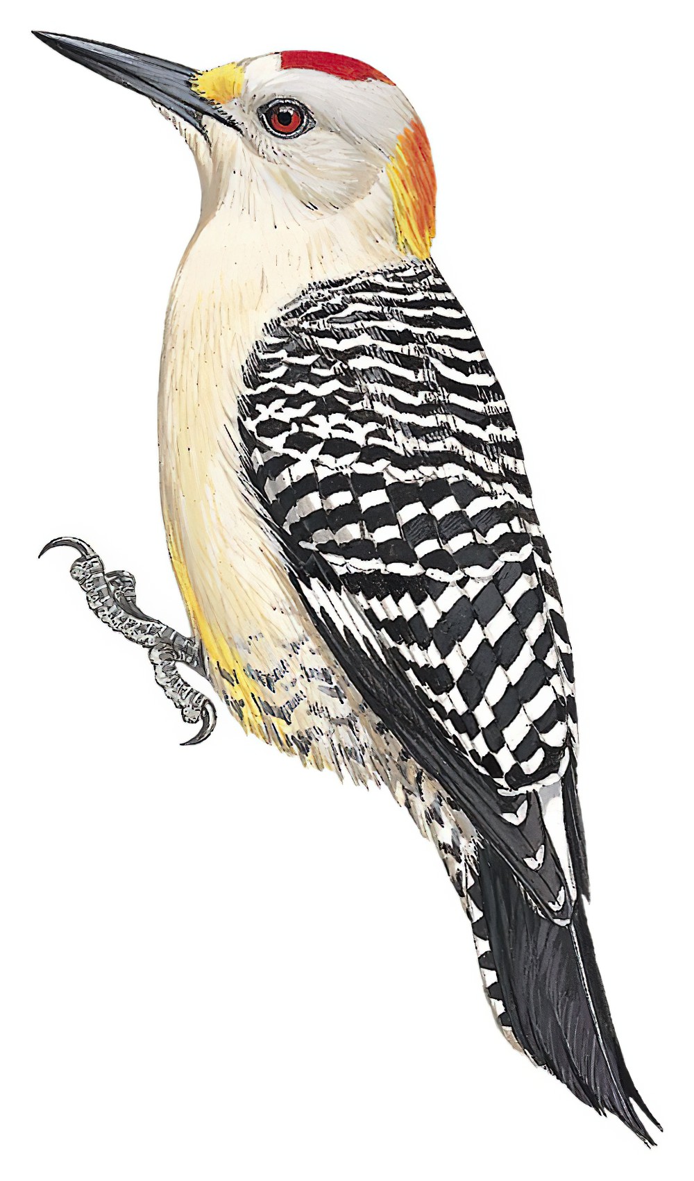 Golden-fronted Woodpecker / Melanerpes aurifrons