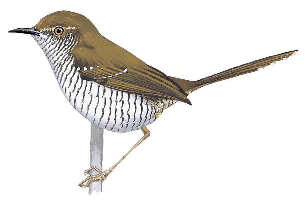 Stierling\'s Wren-Warbler / Calamonastes stierlingi