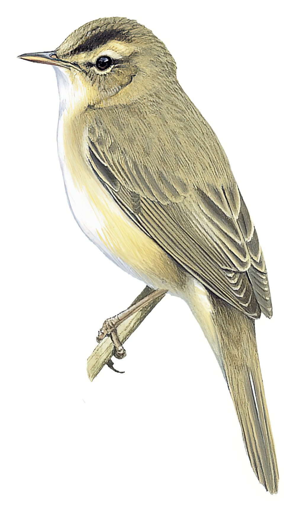 Black-browed Reed Warbler / Acrocephalus bistrigiceps