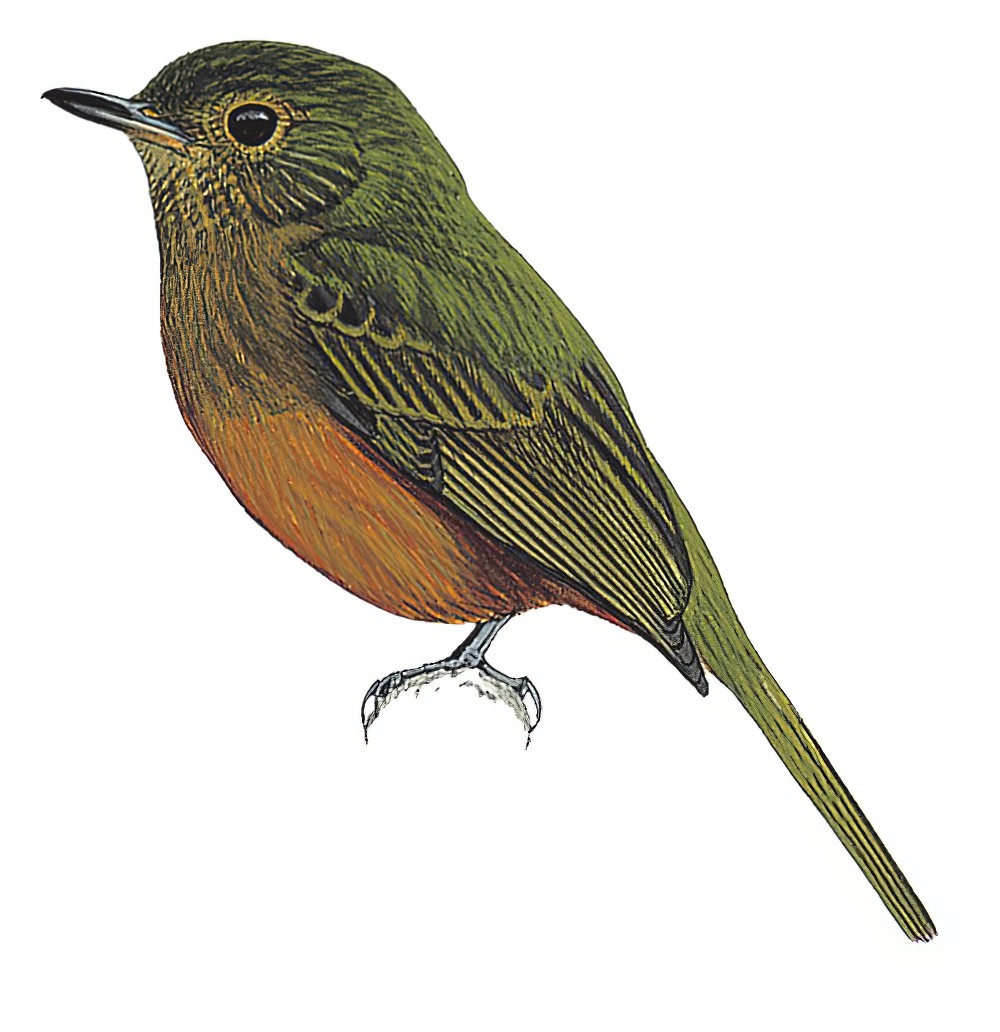 McConnell\'s Flycatcher / Mionectes macconnelli