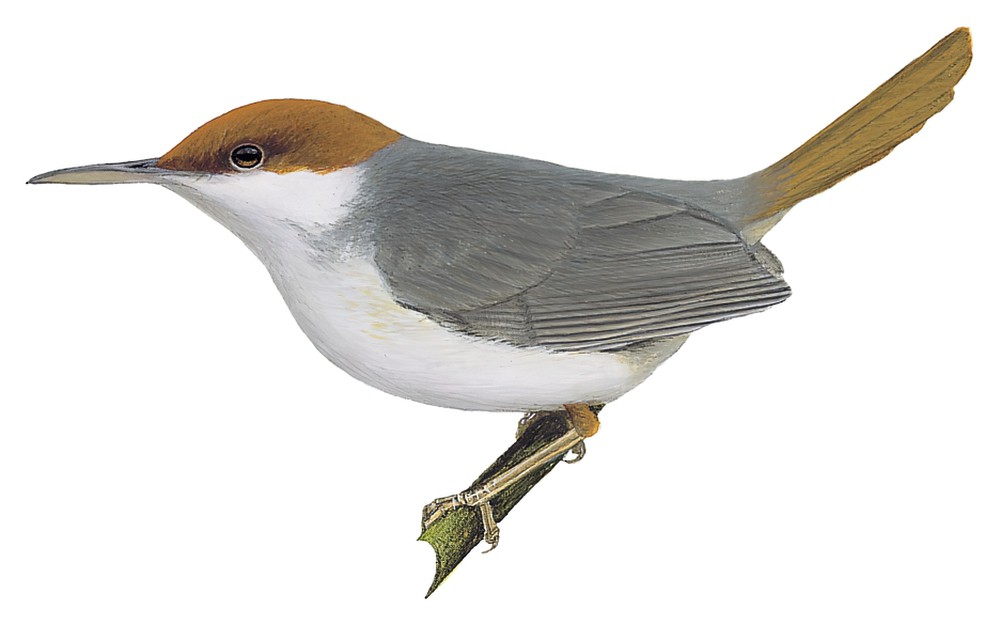 Rufous-tailed Tailorbird / Orthotomus sericeus
