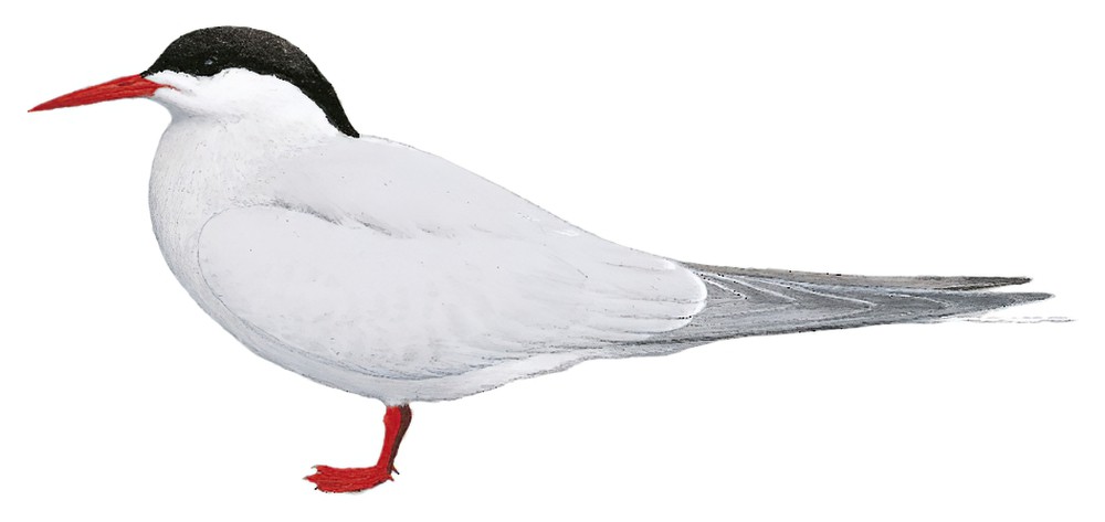 South American Tern / Sterna hirundinacea