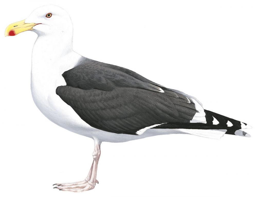 Great Black-backed Gull / Larus marinus