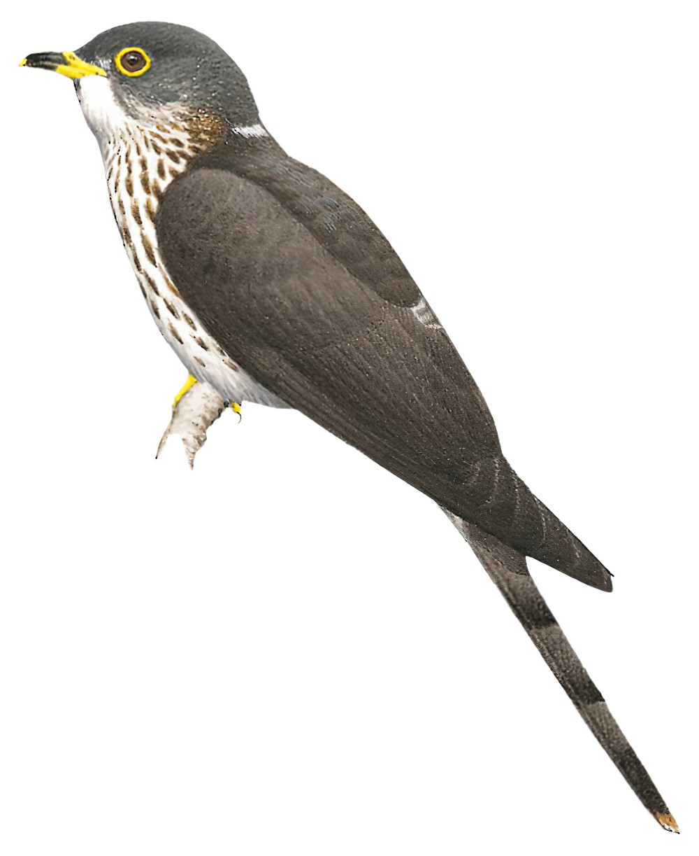 Malaysian Hawk-Cuckoo / Hierococcyx fugax