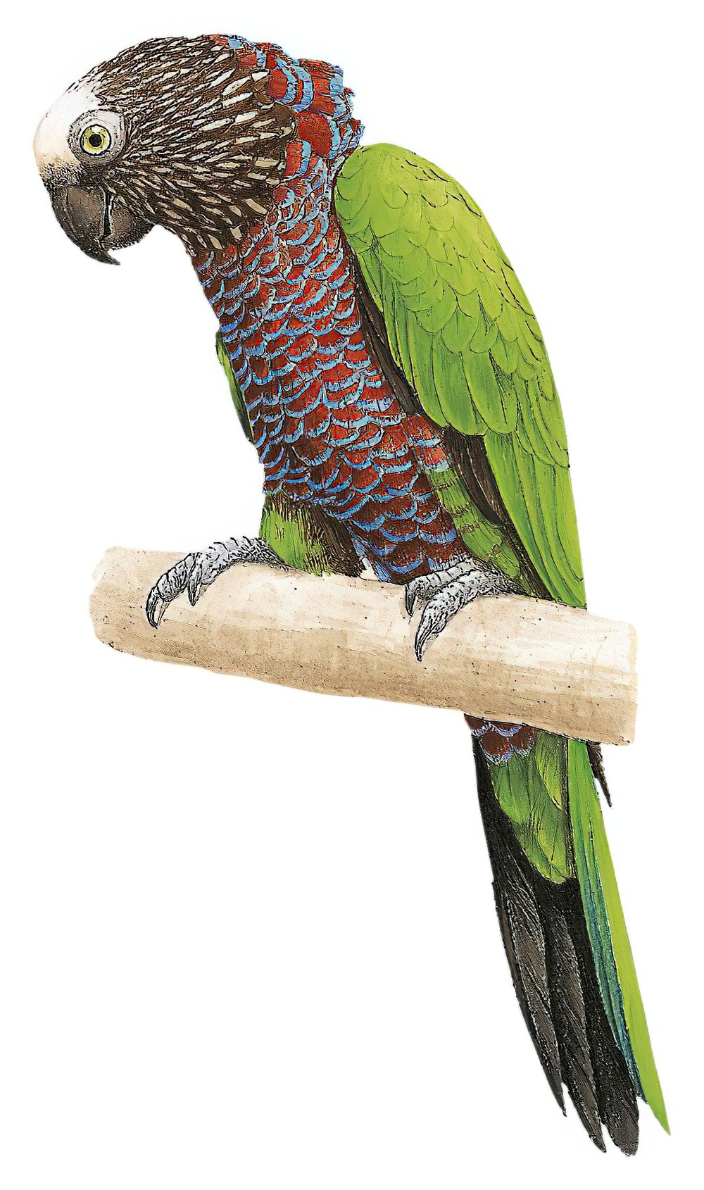 Red-fan Parrot / Deroptyus accipitrinus