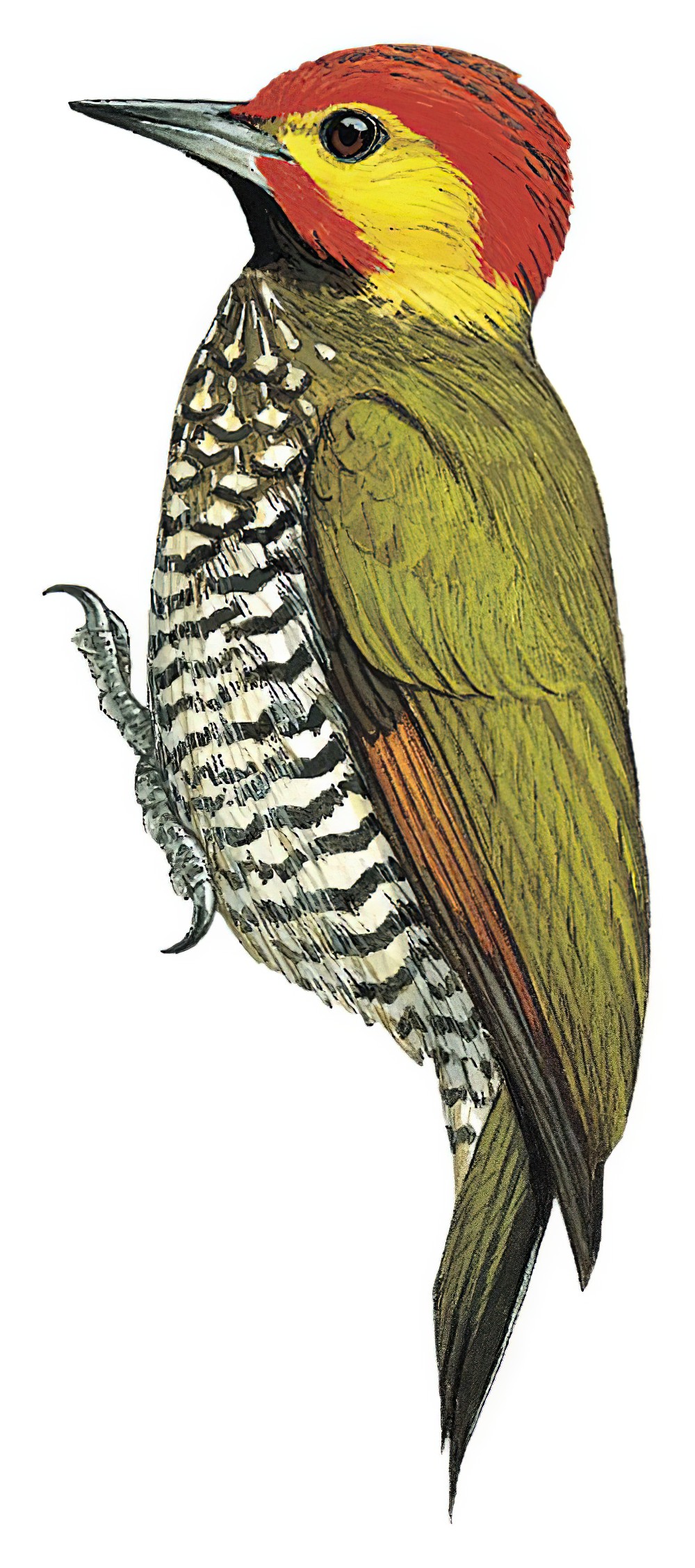 Lita Woodpecker / Piculus litae