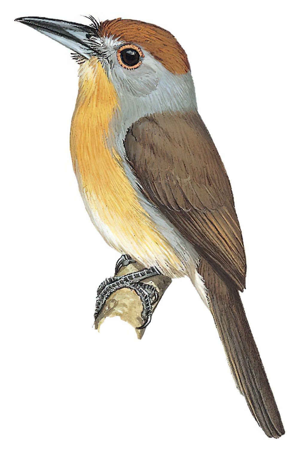 Rufous-capped Nunlet / Nonnula ruficapilla