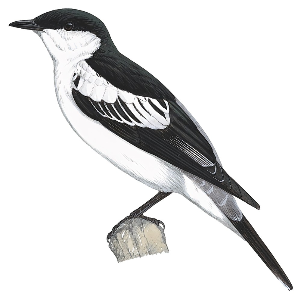 White-winged Triller / Lalage tricolor