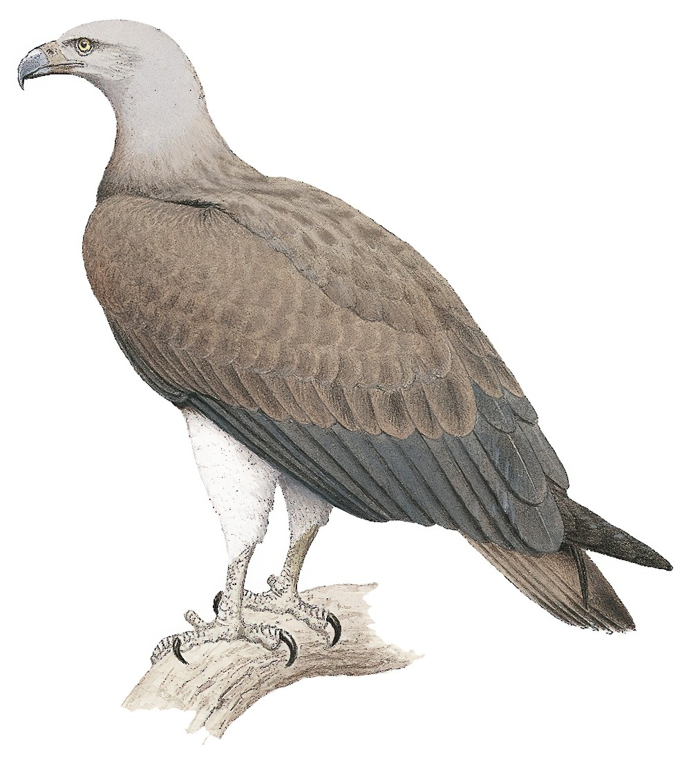 Lesser Fish-Eagle / Haliaeetus humilis