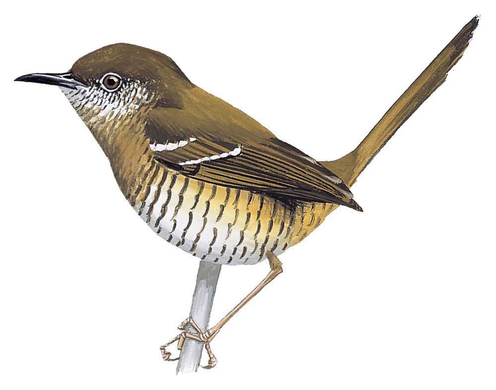 Barred Wren-Warbler / Calamonastes fasciolatus