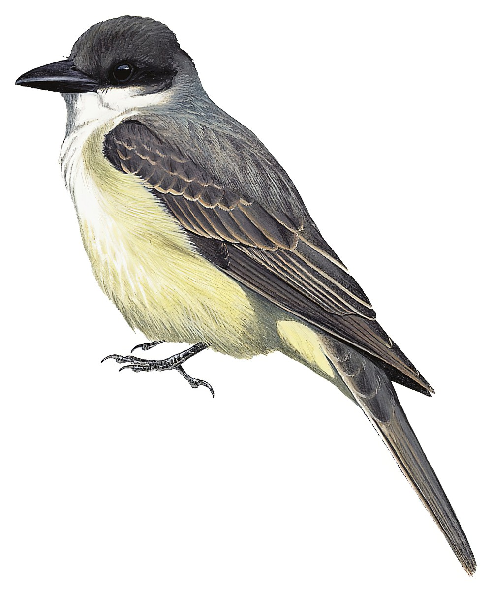 Thick-billed Kingbird / Tyrannus crassirostris