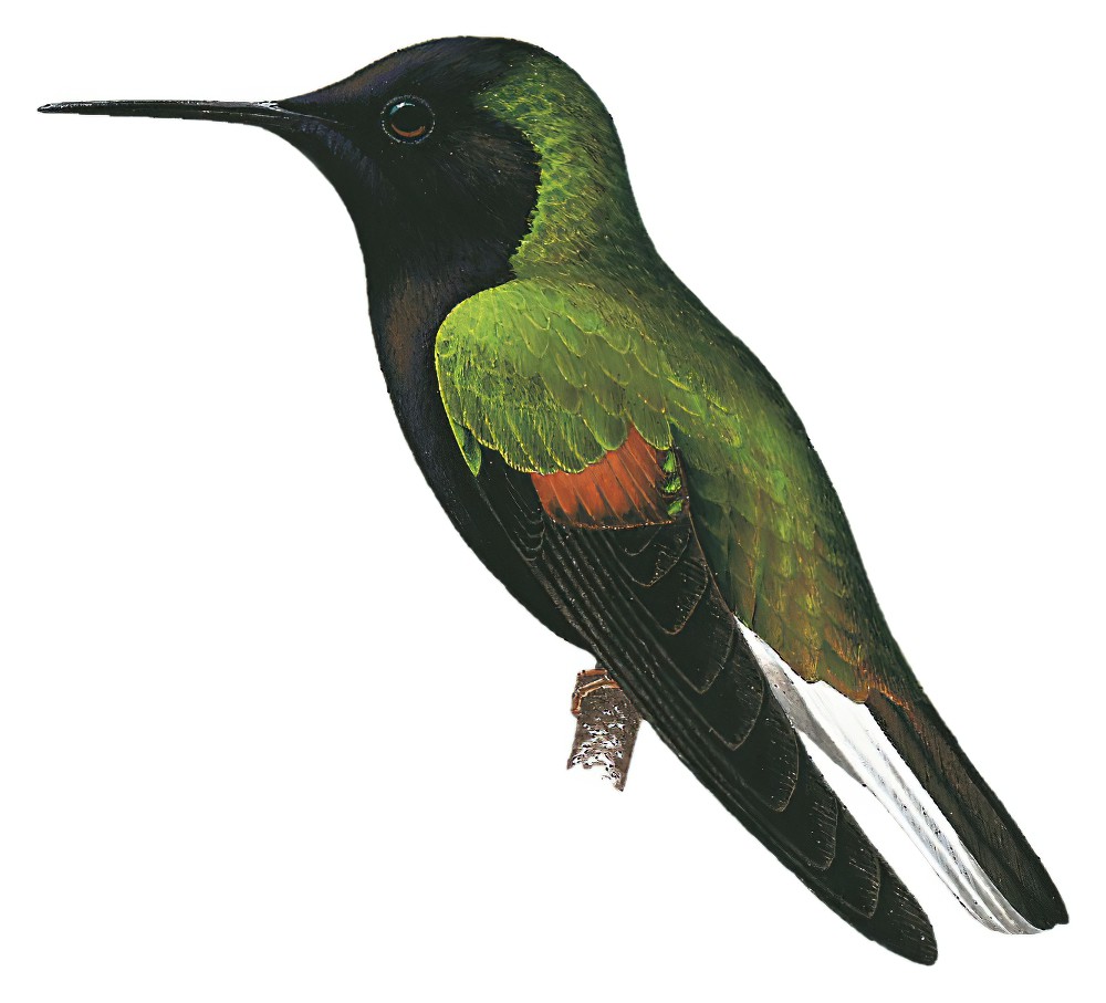 Black-bellied Hummingbird / Eupherusa nigriventris