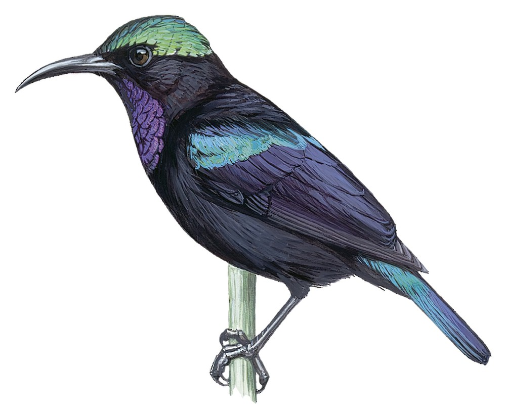 Black Sunbird / Leptocoma aspasia