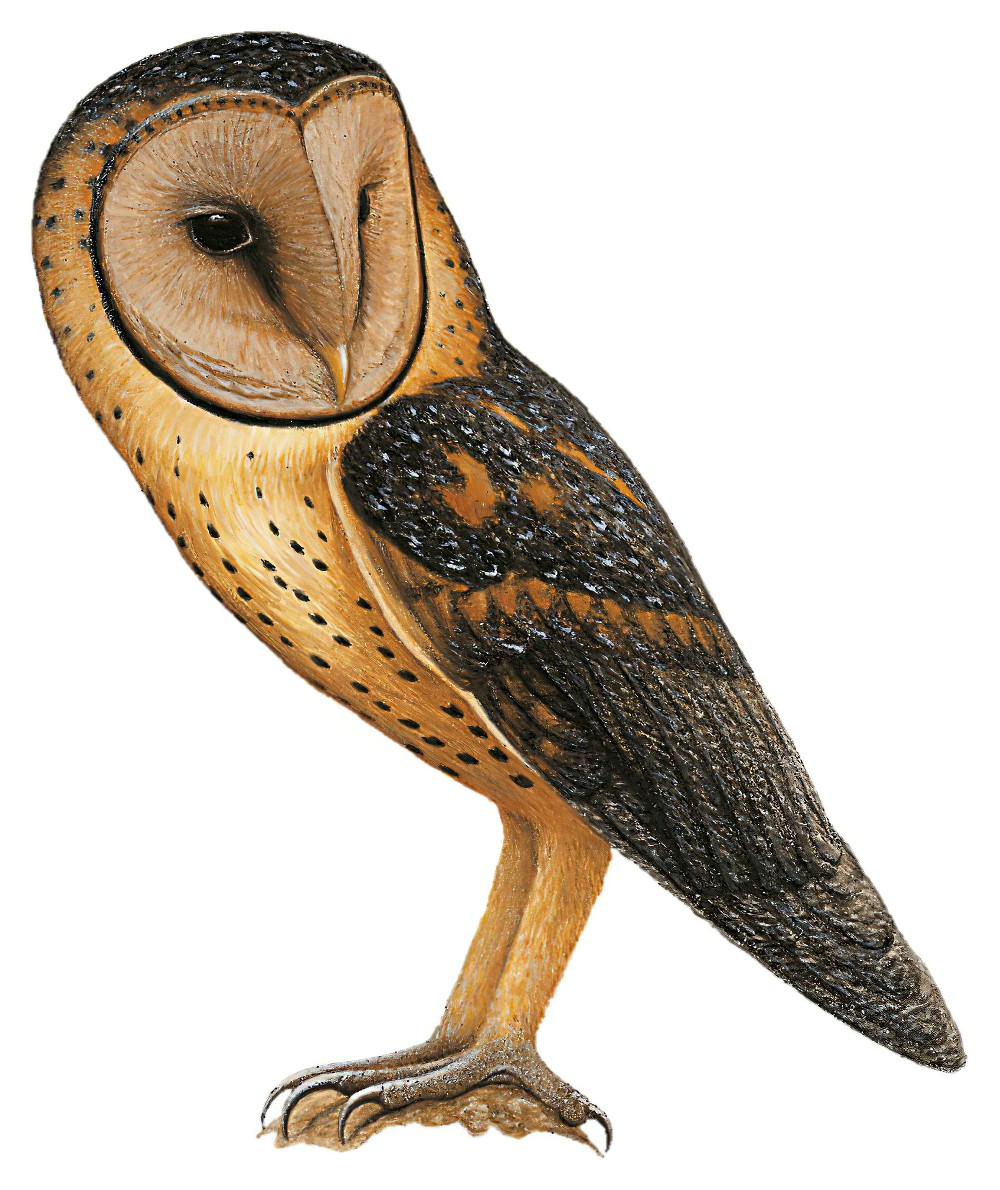 Manus Masked-Owl / Tyto manusi
