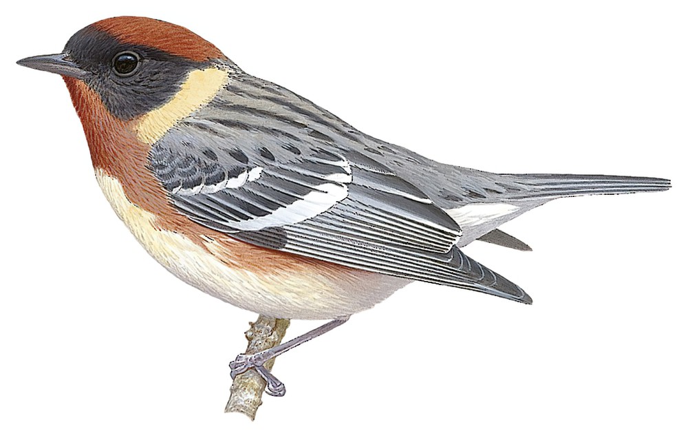 Bay-breasted Warbler / Setophaga castanea