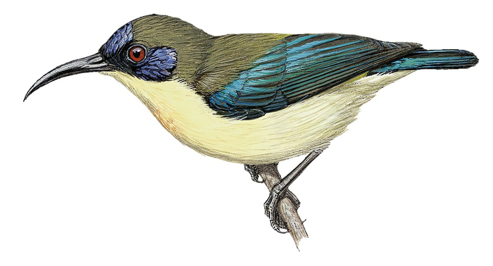 Bohol Sunbird / Aethopyga decorosa