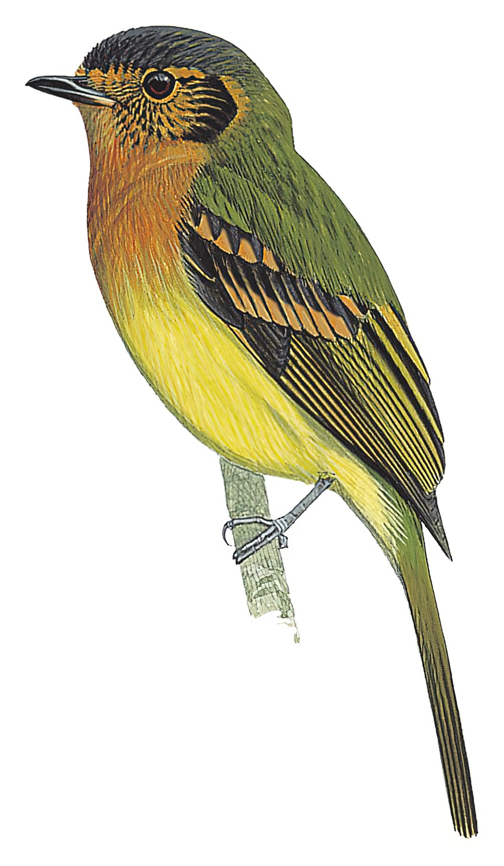 Rufous-breasted Flycatcher / Leptopogon rufipectus