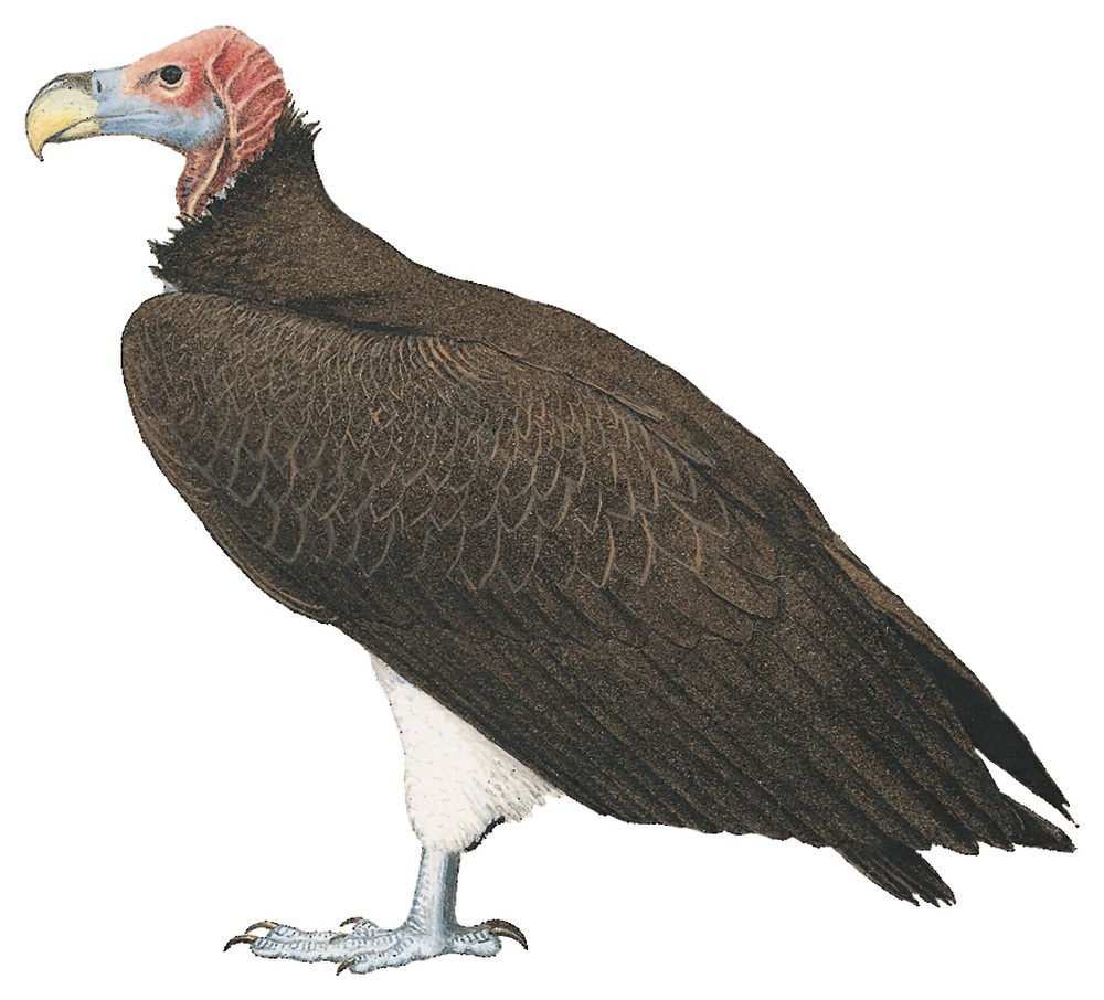 Lappet-faced Vulture / Torgos tracheliotos