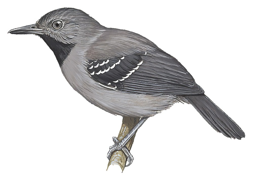 Allpahuayo Antbird / Percnostola arenarum