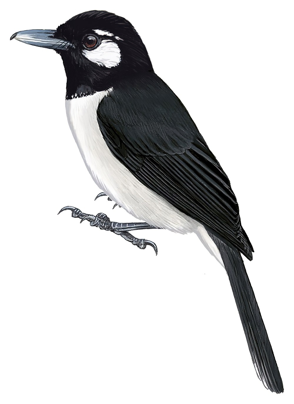 Santa Cruz Shrikebill / Clytorhynchus sanctaecrucis