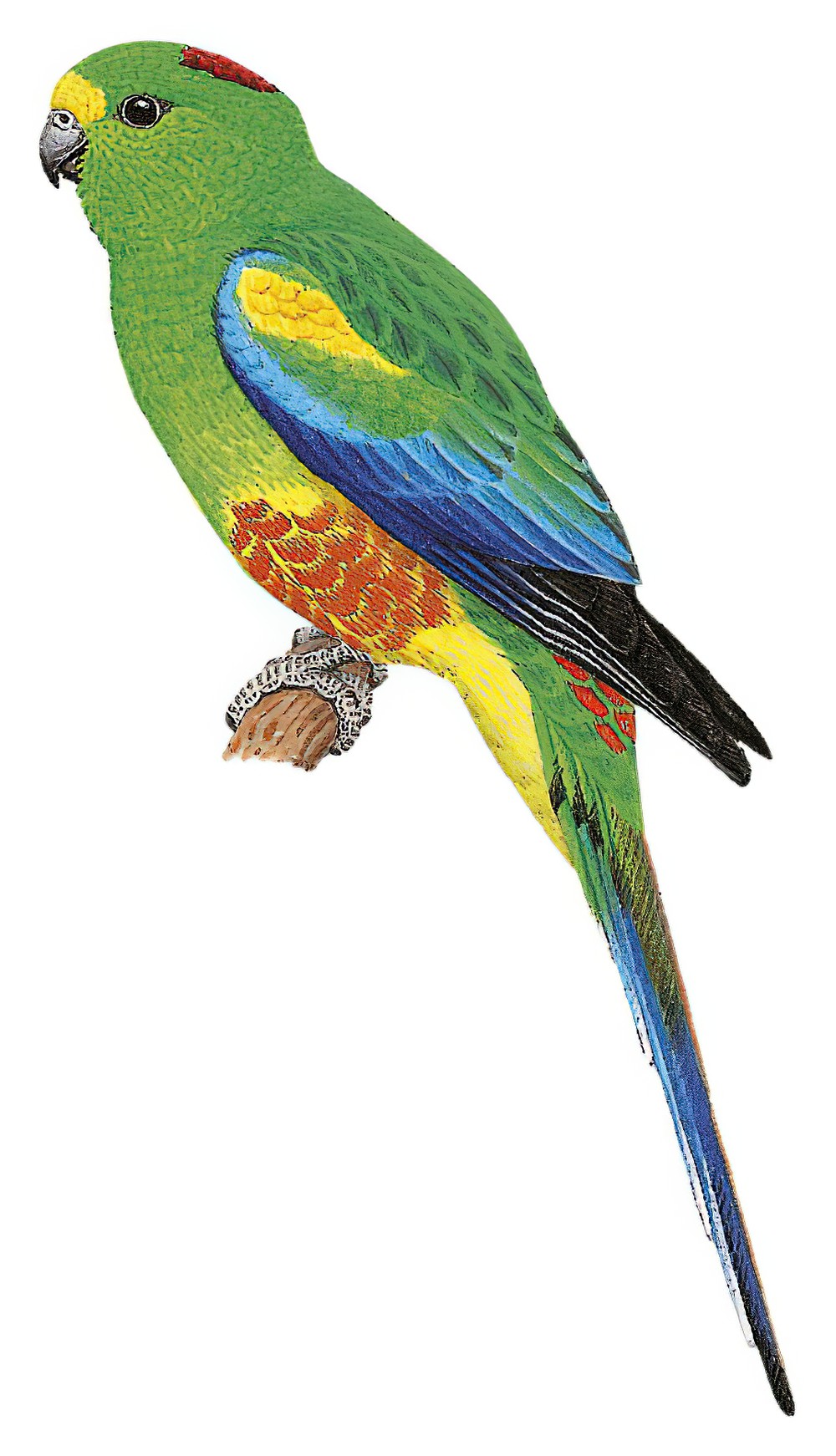 Mulga Parrot / Psephotus varius