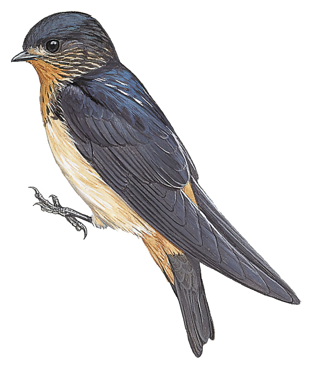 Red-throated Swallow / Petrochelidon rufigula