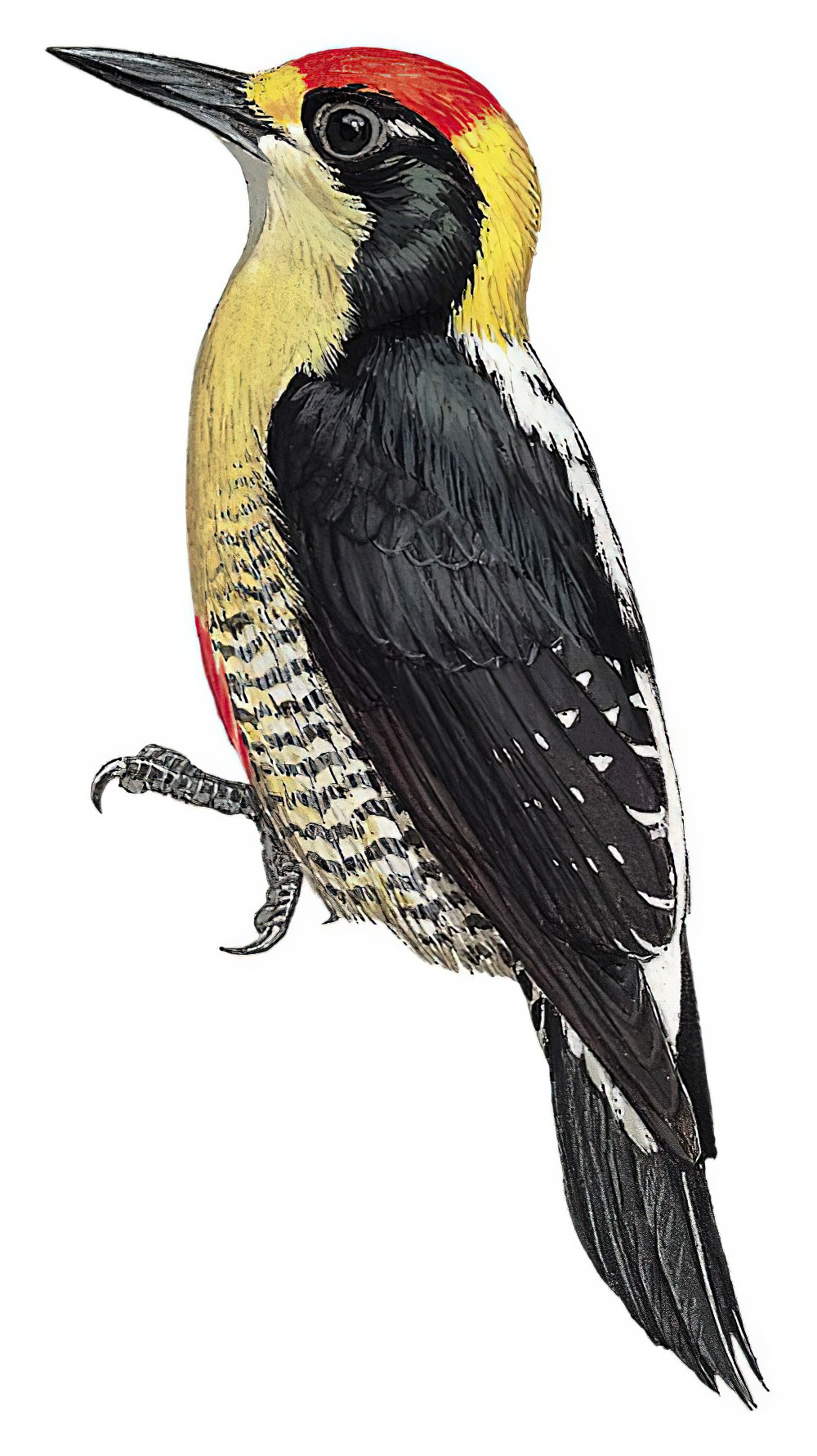 Golden-naped Woodpecker / Melanerpes chrysauchen