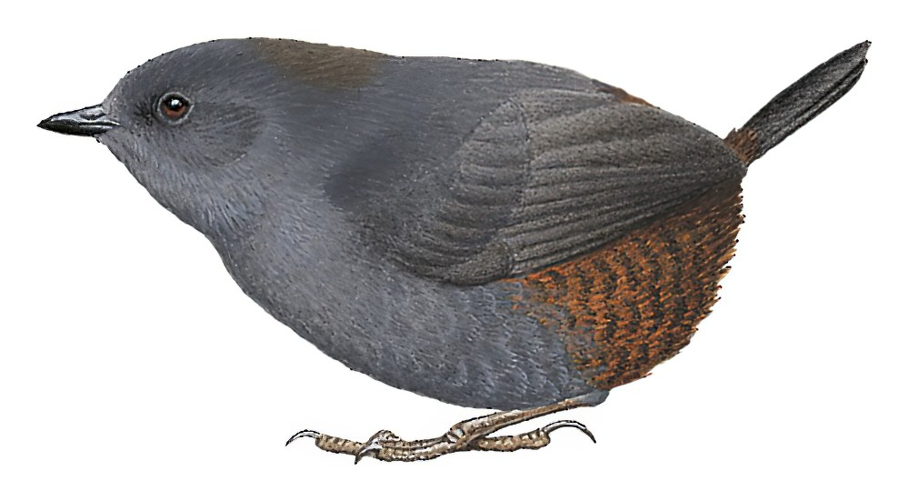 Ecuadorian Tapaculo / Scytalopus robbinsi