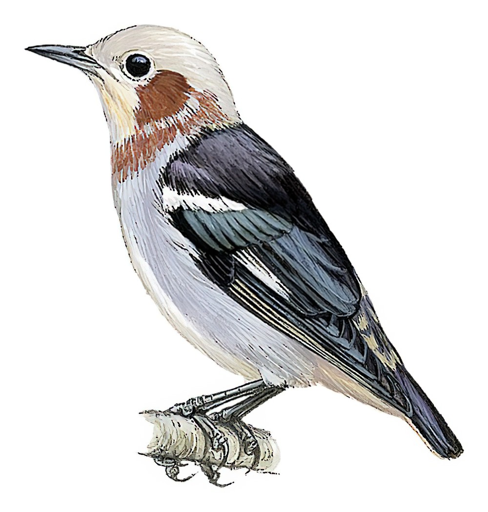 Chestnut-cheeked Starling / Agropsar philippensis