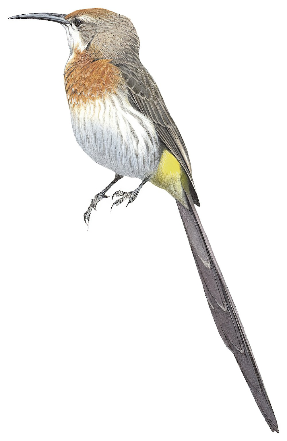 Gurney\'s Sugarbird / Promerops gurneyi
