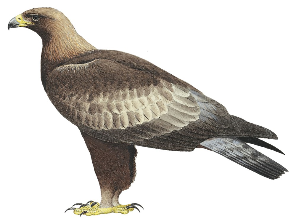 Golden Eagle / Aquila chrysaetos