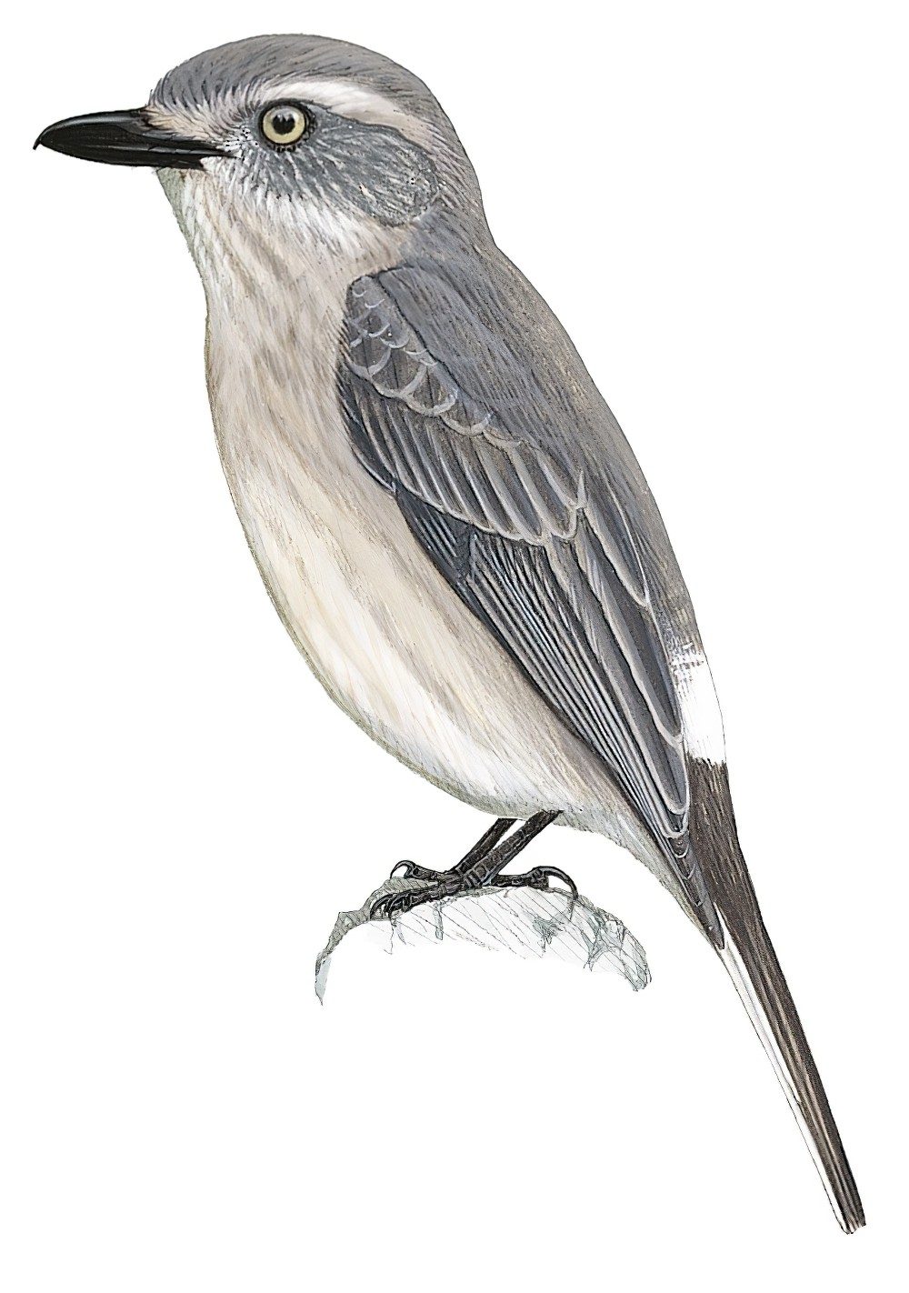 Sri Lanka Woodshrike / Tephrodornis affinis