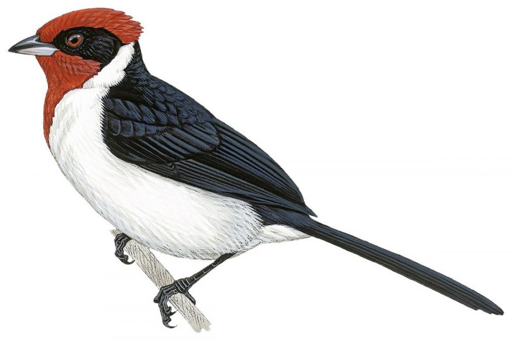 Masked Cardinal / Paroaria nigrogenis