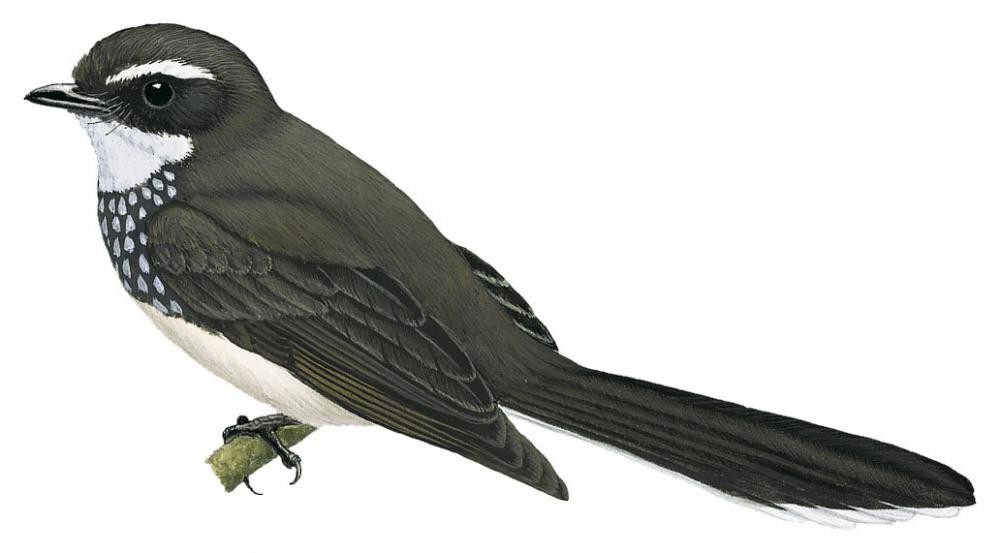 Spot-breasted Fantail / Rhipidura albogularis
