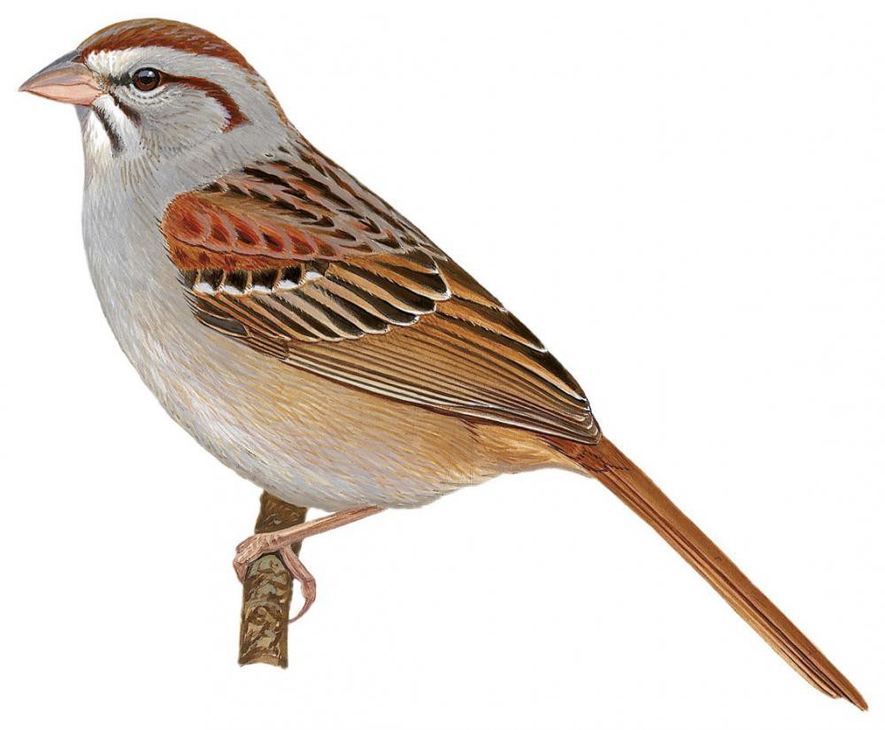 Cinnamon-tailed Sparrow / Peucaea sumichrasti