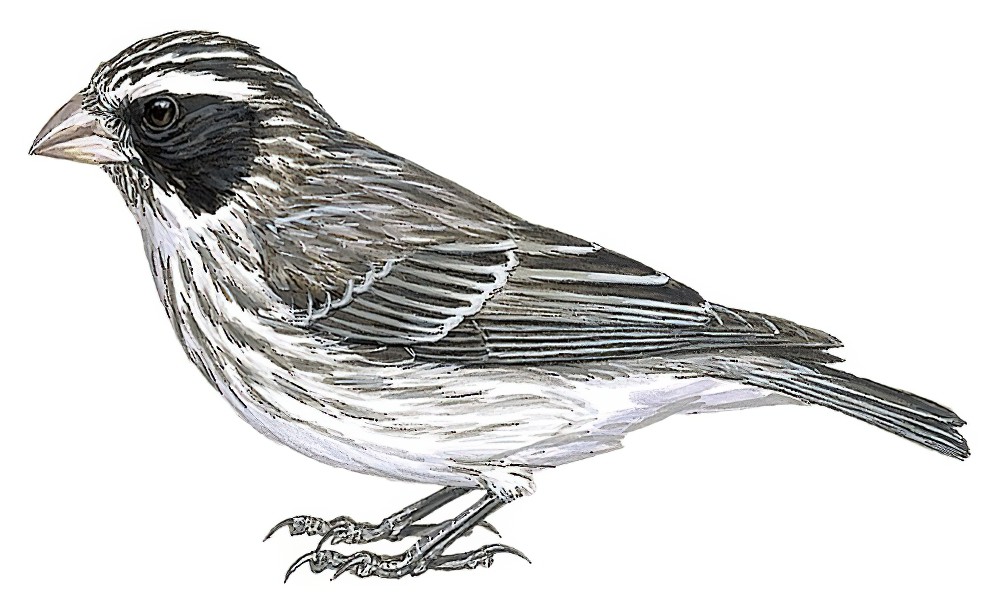 Black-eared Seedeater / Crithagra mennelli