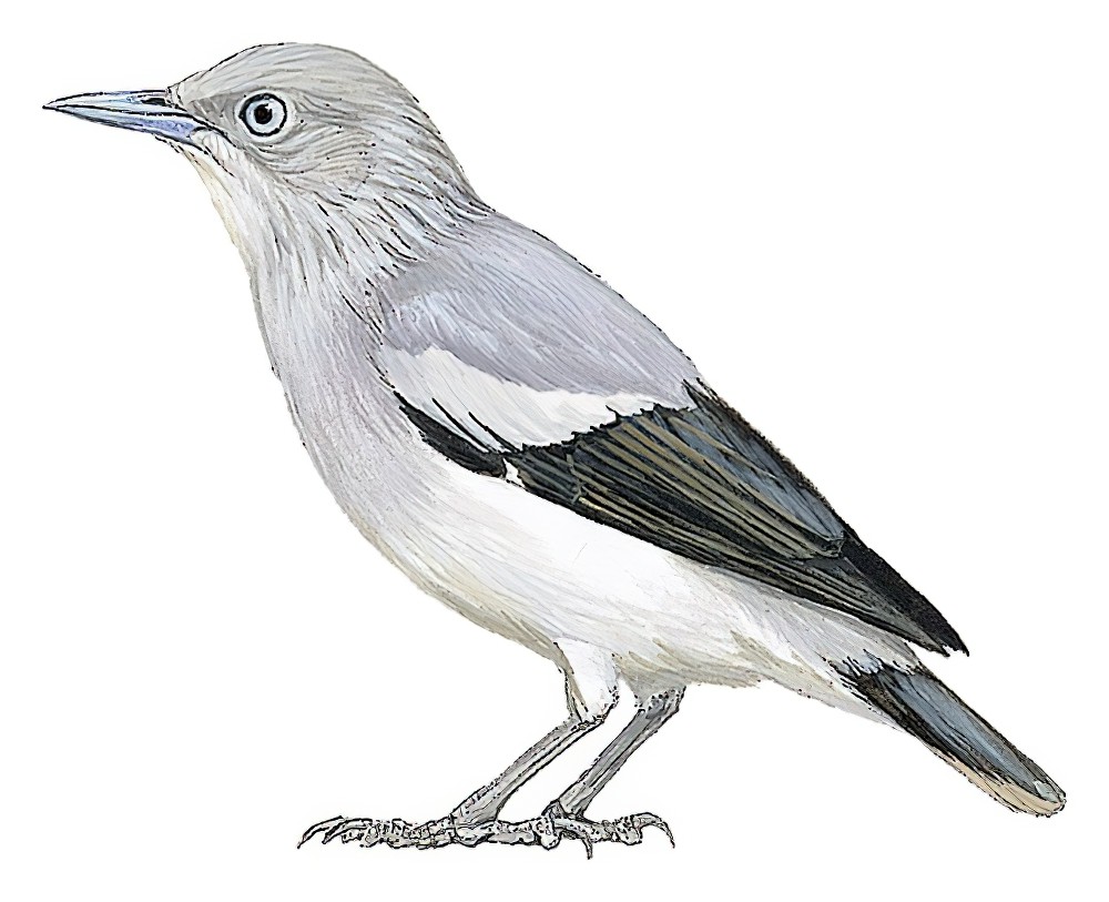 White-shouldered Starling / Sturnia sinensis