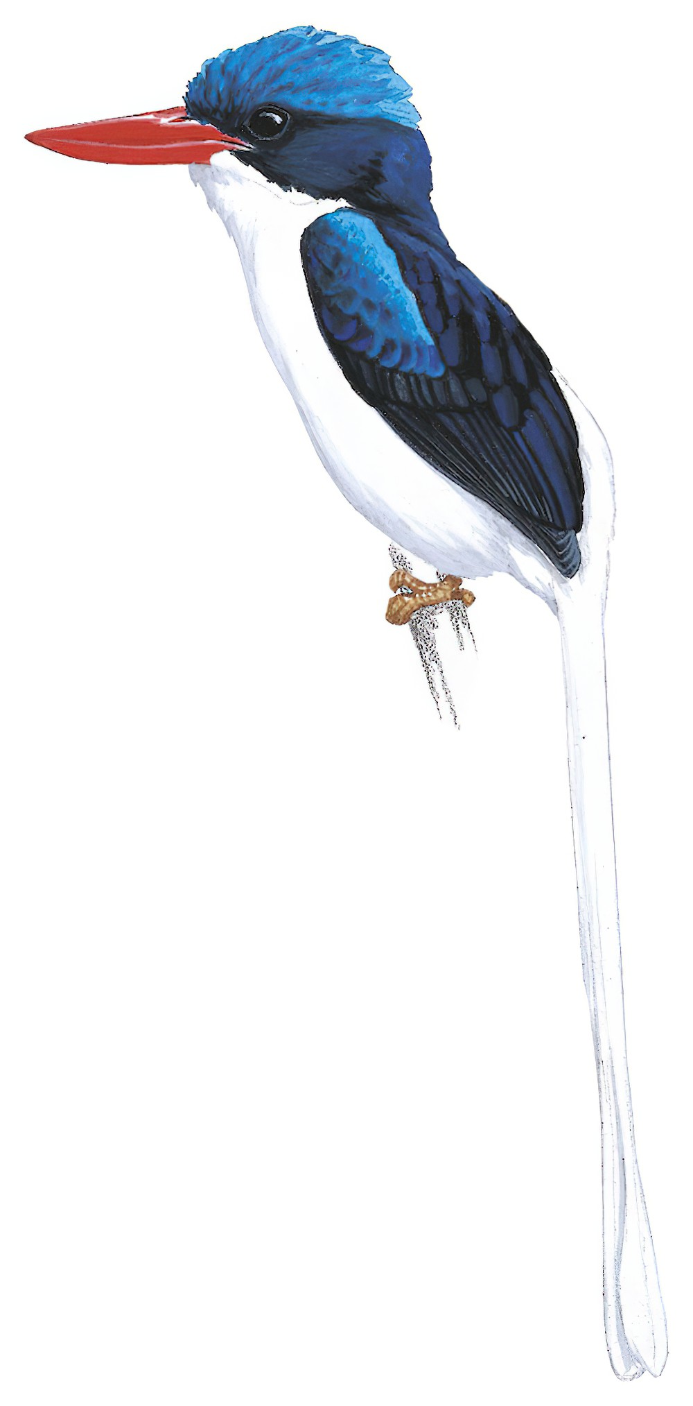 Kofiau Paradise-Kingfisher / Tanysiptera ellioti