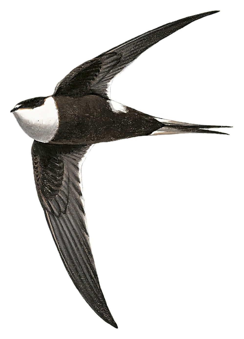 Lesser Swallow-tailed Swift / Panyptila cayennensis