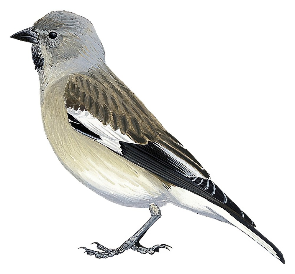 Black-winged Snowfinch / Montifringilla adamsi